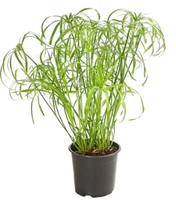 Zypergras - Cyperus alternifolius