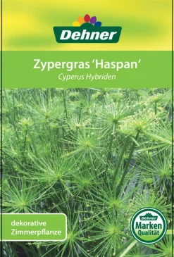 Zypergras - Cyperus haspan