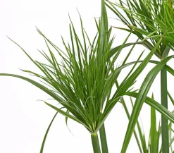 Zyperngras - Cyperus papyrus