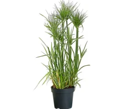 Zyperngras - Cyperus papyrus
